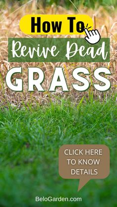 Dead Grasses Revive Magically Sod Grass, Lawn Weeds, Rye Grass, Zoysia Grass, Growing Grass, Grass Roots