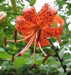 an orange flower with spots on it in the middle of some green leaves and trees