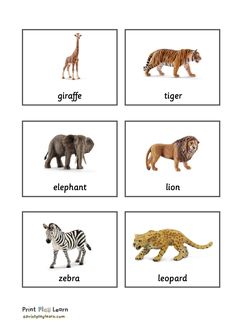 four different types of animals are shown in this worksheet