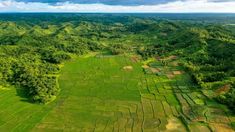 an aerial view of rice fields in the middle of a field with trees and mountains