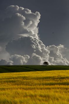 the sky is filled with clouds and yellow grass in front of a lone tree on a hill