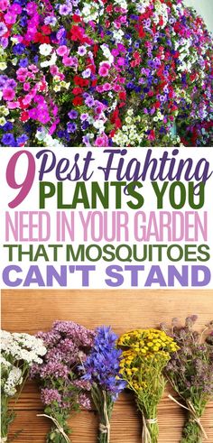 Fly Repelling Plants, Outdoor Bug Repellent, Insect Repellent Plants, Mosquito Plants, Get Rid Of Flies, Repellent Plants, Mosquito Repelling Plants, Creative Christmas Trees, Garden Help