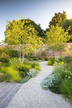 a gravel path surrounded by plants and trees