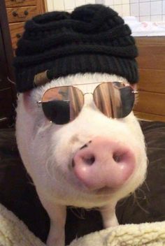 a small pig wearing sunglasses and a hat