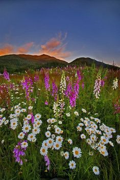 a field full of wildflowers with the sun setting in the background