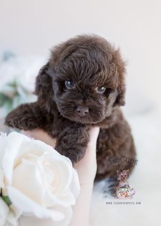 a small brown dog sitting on top of a white blanket next to a white flower