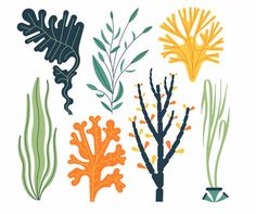 seaweed and corals on white background with clipping for use in web design