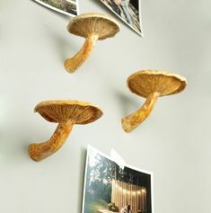 three mushrooms are hanging on the wall next to pictures and photos in front of them