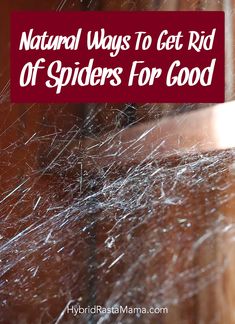 spider webs on the side of a wooden table with text that reads natural ways to get rid of spiders for good