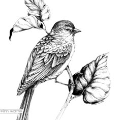 a black and white drawing of a bird on a branch