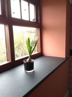 a potted plant sitting on top of a window sill