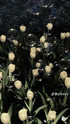 white tulips and bubbles in the water at night