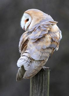 an owl sitting on top of a wooden post