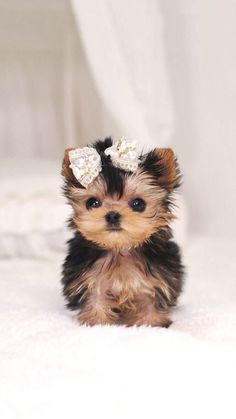 a small dog sitting on top of a bed