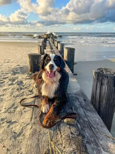 a dog sitting on top of a wooden bench next to the ocean with a snake in it's mouth