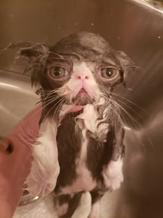 a small wet dog standing in a sink with its tongue hanging out and it's head sticking out