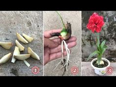 three pictures show different stages of growing flowers and root growth from seed to flower head