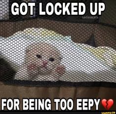 an animal in a cage with the caption'i got locked up for being too eepy '