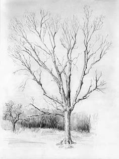 a pencil drawing of a tree in winter with snow on the ground and bare branches