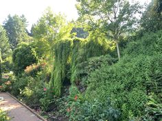 a path through a lush green forest filled with flowers