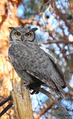 an owl sitting on top of a tree branch with yellow eyes and large, brown beak