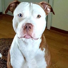 a brown and white dog sitting on top of a wooden floor