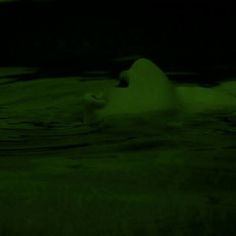 a polar bear swimming in the water at night