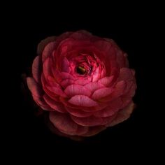 a large red flower on a black background