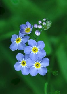 three blue flowers with yellow centers are in the middle of some green leaves and grass