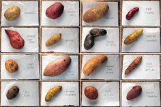 many different types of potatoes are shown on the paper and placed in separate squares together