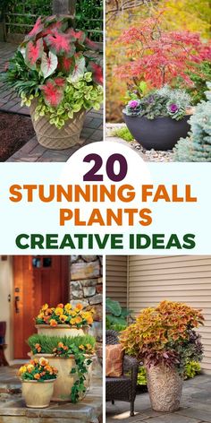 some potted plants with the words 20 stunning fall plants creative ideas on them and in front