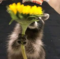 a raccoon holding onto a yellow flower in front of it's face