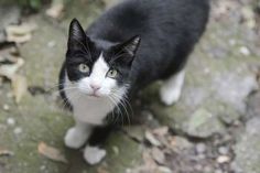 a black and white cat standing on top of a dirt ground next to leaves, looking up at the camera