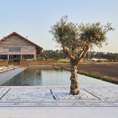 an olive tree in front of a pool with chaise lounges on the side