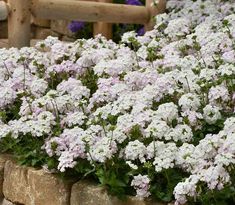 some white and purple flowers are in a garden