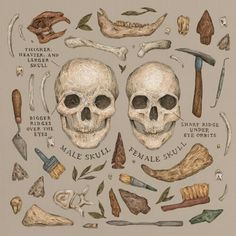 an image of human skulls and bones