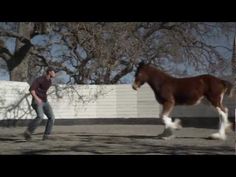 a man walking with a horse in an enclosed area next to a white brick wall