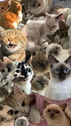 there are many cats all together on this photo collage with one cat looking at the camera