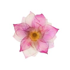 a pink and white flower on a white background