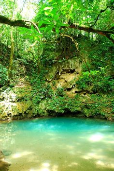 a blue pool in the middle of a lush green forest