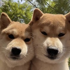 two brown and white dogs standing next to each other