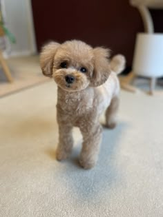 a small brown dog standing on top of a carpet