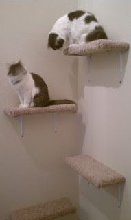 a cat sitting on top of two shelves in a bathroom