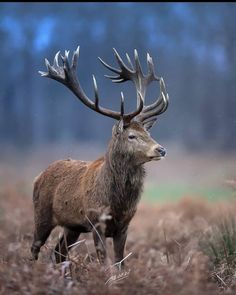 an image of a deer that is standing in the grass