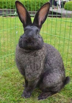 a gray rabbit sitting in front of a green fence