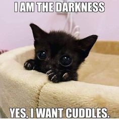 a small black kitten laying on top of a pet bed with the caption i am the darkness