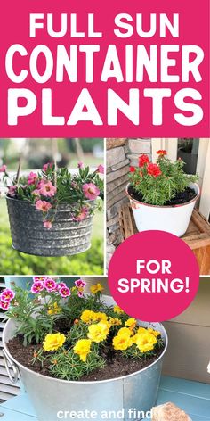 Collage of container plants for full sun and heat. Front Porch Pots, Porch Pots, Container Plants, Spring Garden, Hanging Plants, Amazing Flowers