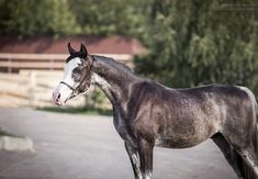 a horse standing on the side of a road