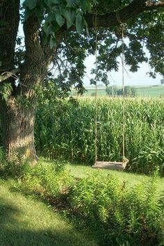 a swing in the middle of a corn field