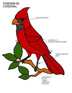 a red bird sitting on top of a green leafy branch with labeled parts labelled